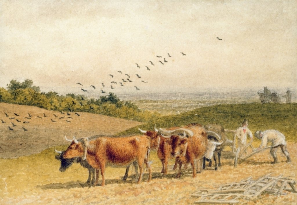 Detail of Oxen Ploughing a Downland Field by Robert Hills