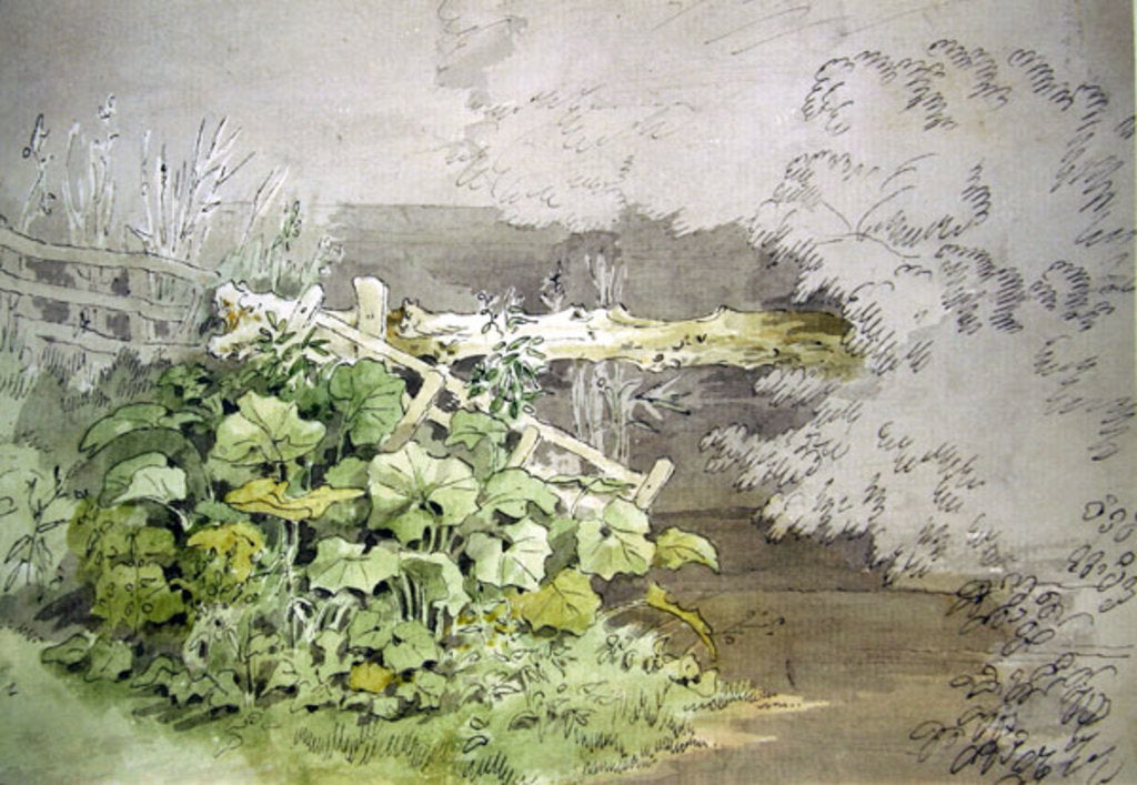 Detail of Dock Plants by a shaded Stream by John White Abbott