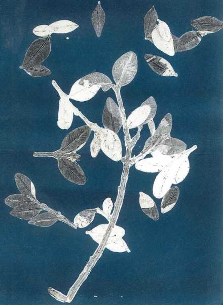 Detail of Midnight Garden II, 2015 by Stephen Dow