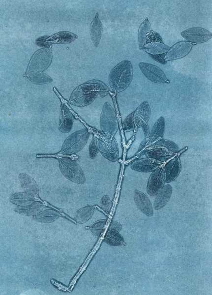 Detail of Midnight Garden I, 2015 by Stephen Dow