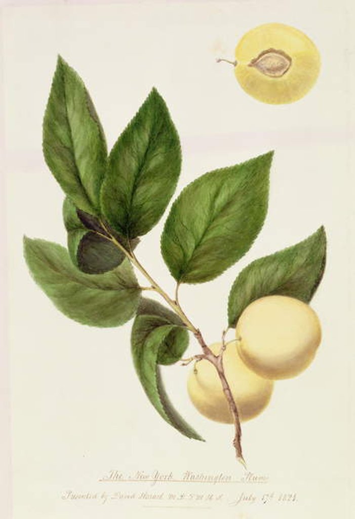 Detail of The New York Washington Plum, 1821 by William Hooker