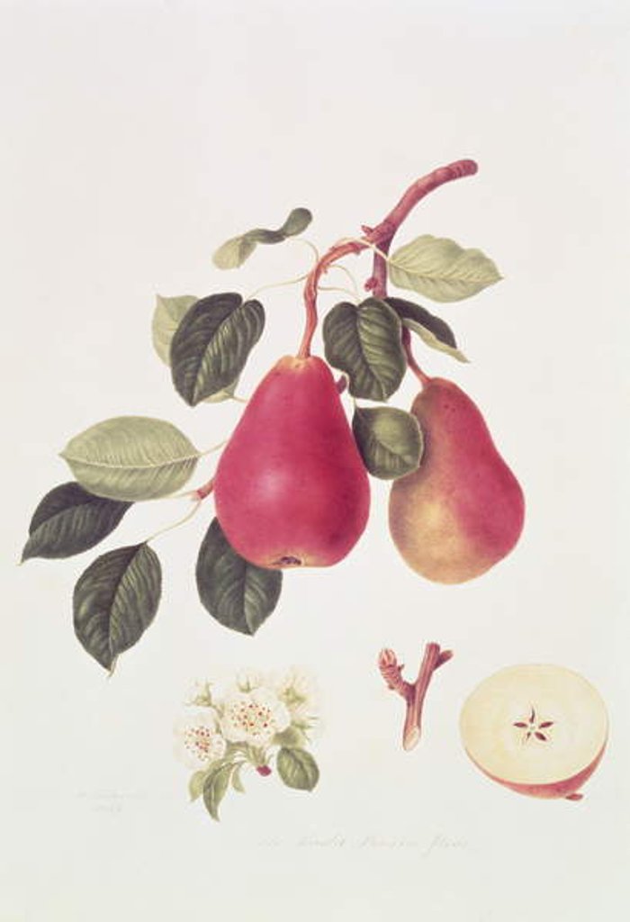 Detail of The Scarlet Beurree Pear, 1819 by William Hooker