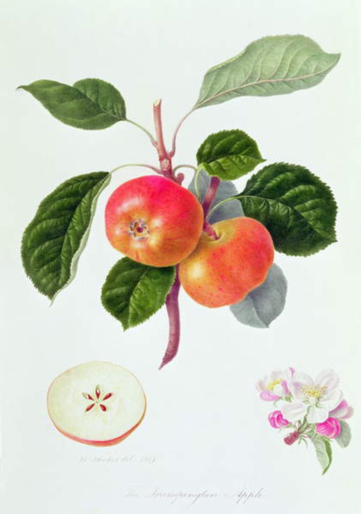 Detail of The Trumpington Apple, 1819 by William Hooker