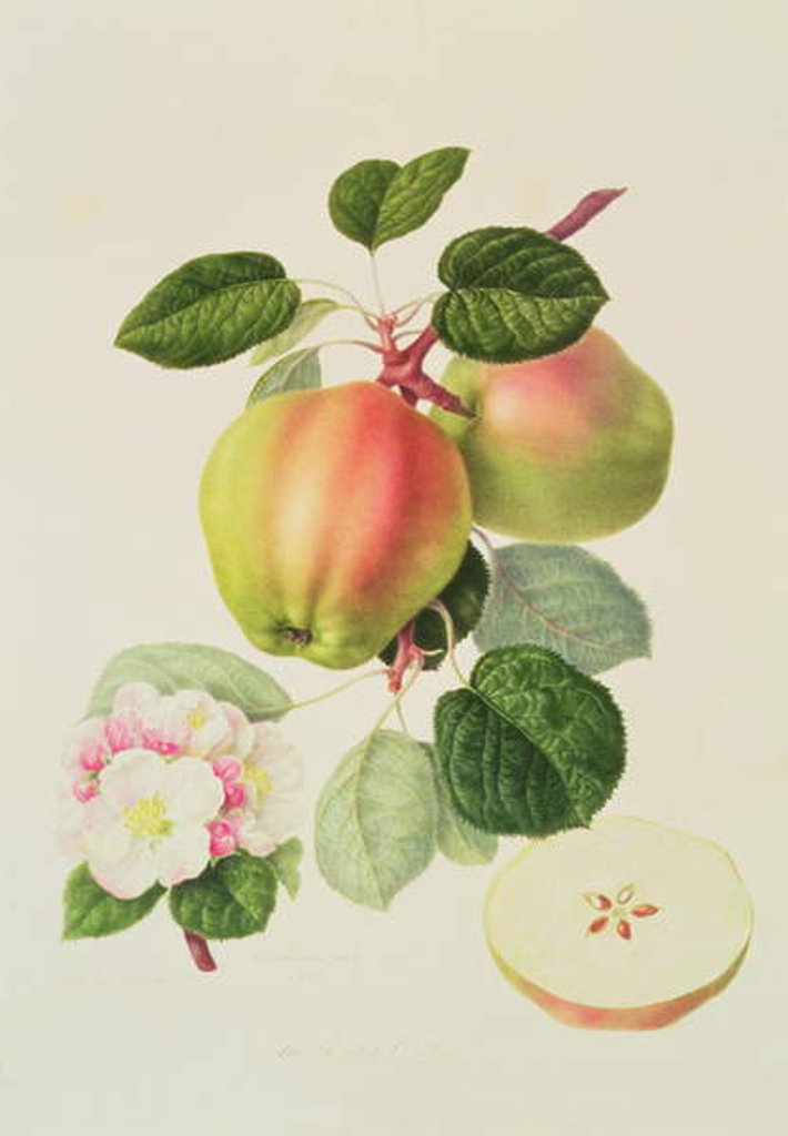 Detail of The Dutch Codlin, 1820 by William Hooker