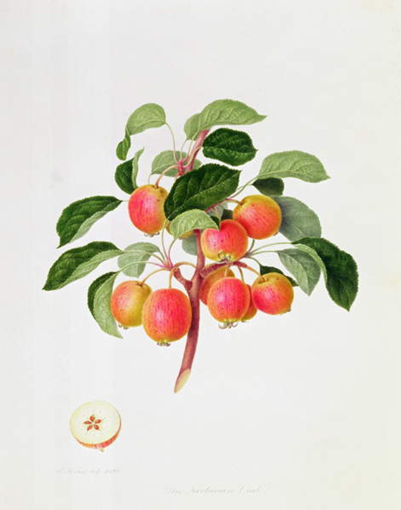 Detail of The Tartarian Crab Apple, 1819 by William Hooker
