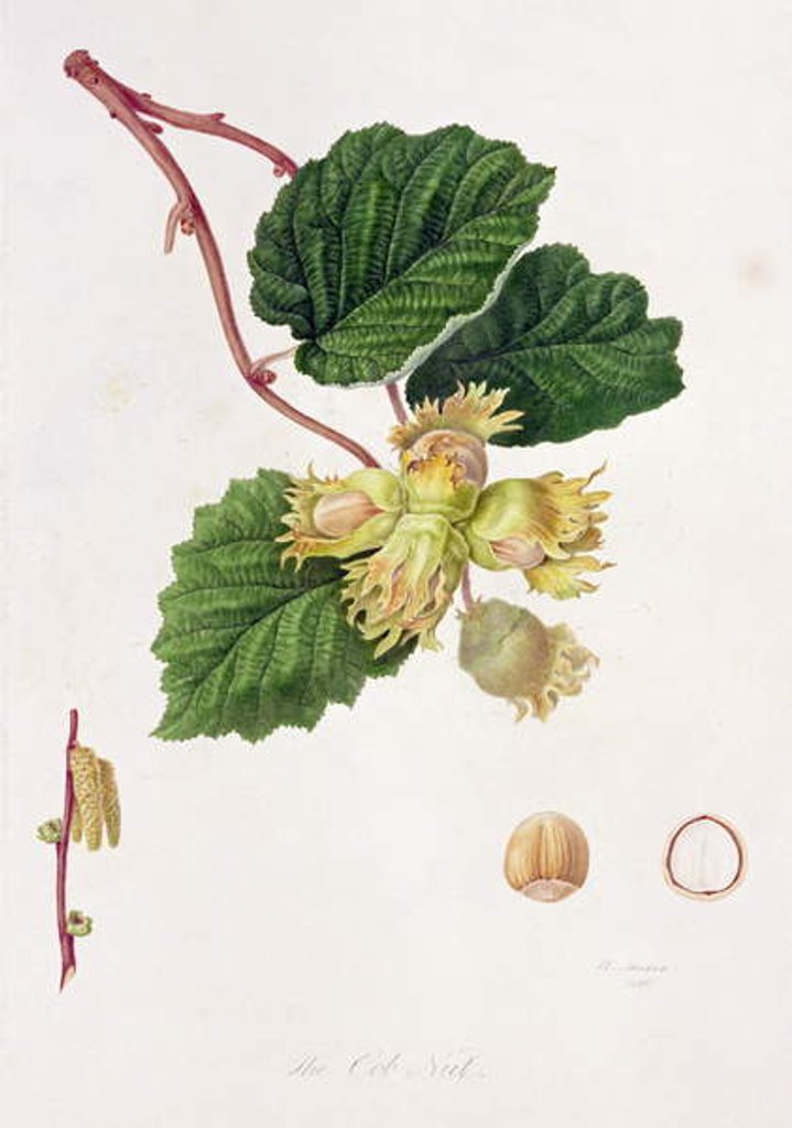 Detail of The Cob Nut, 1816 by William Hooker