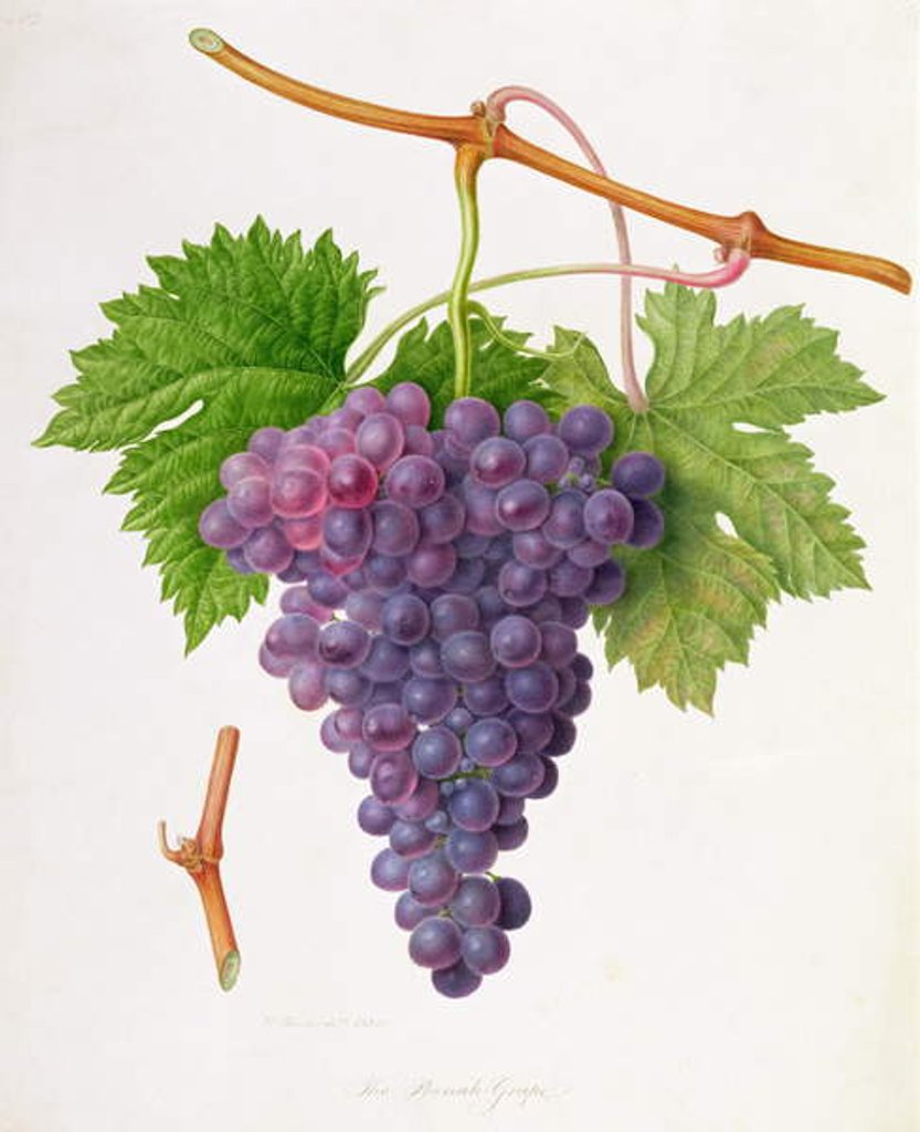 Detail of The Poonah Grape, 1820 by William Hooker