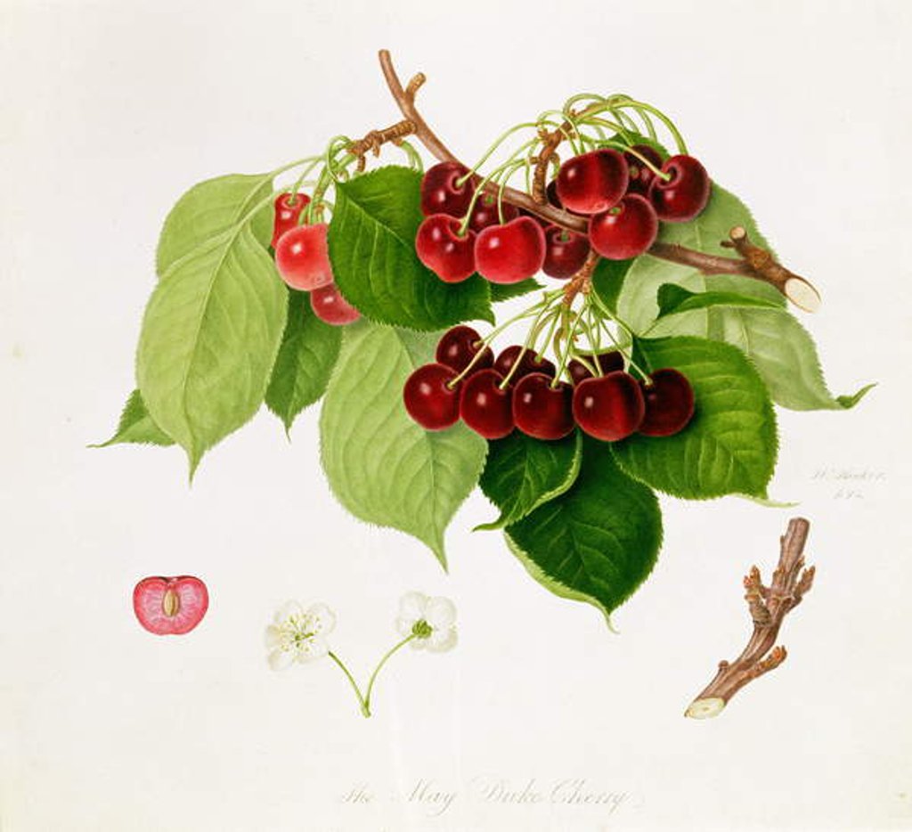 Detail of The May Duke Cherry, 1815 by William Hooker