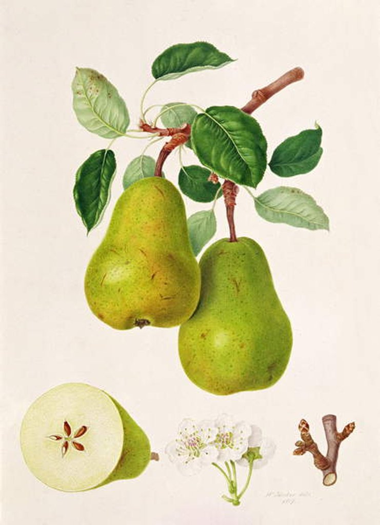 Detail of The D'Auch Pear, 1817 by William Hooker