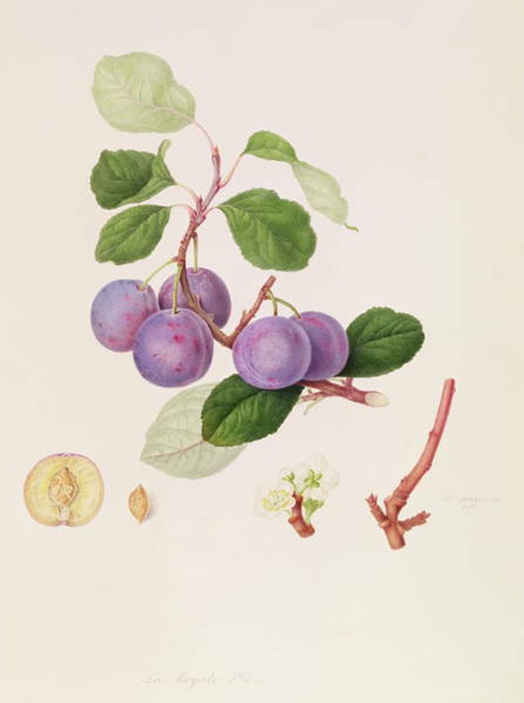 Detail of La Royale Plum, 1815 by William Hooker