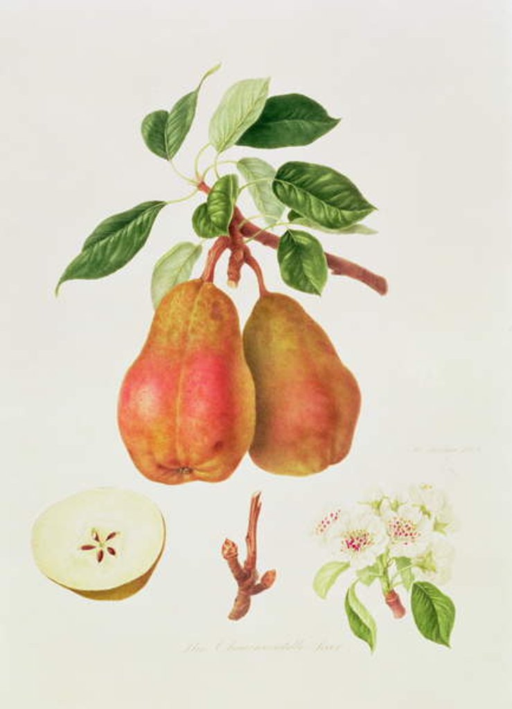 Detail of The Chaumontelle Pear, 1818 by William Hooker