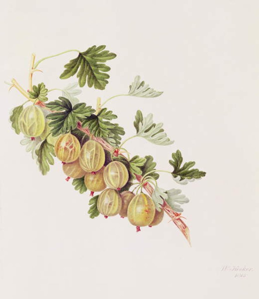 Detail of Green Gooseberry, 1815 by William Hooker