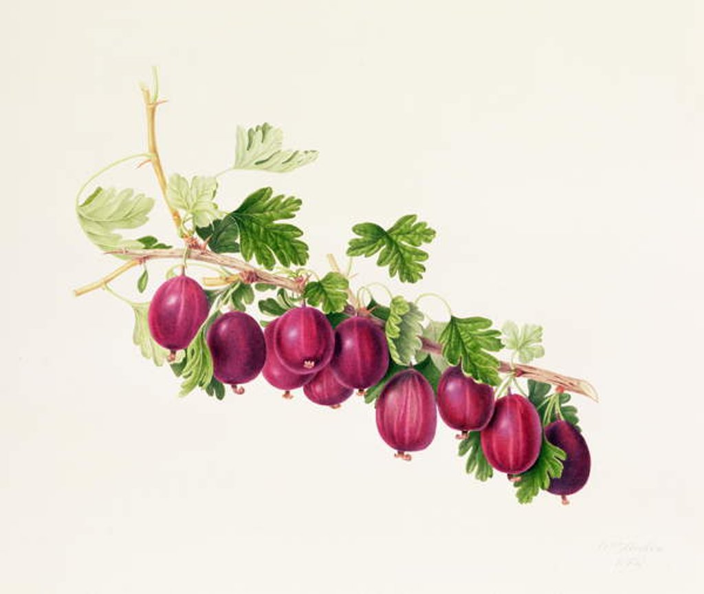 Detail of Purple Gooseberry by William Hooker