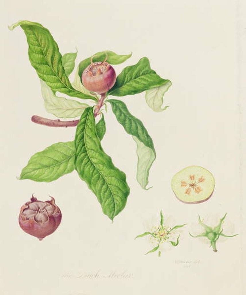 Detail of The Dutch Medlar, 1816 by William Hooker