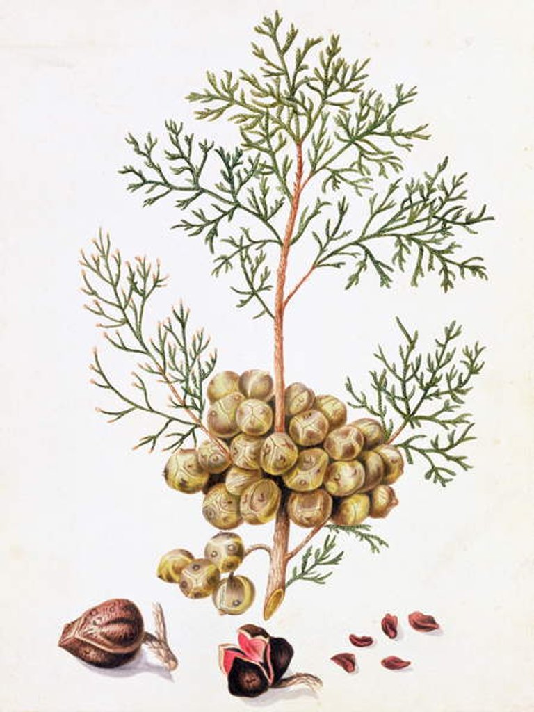 Detail of Cypress Leaf and Nuts by William Hooker