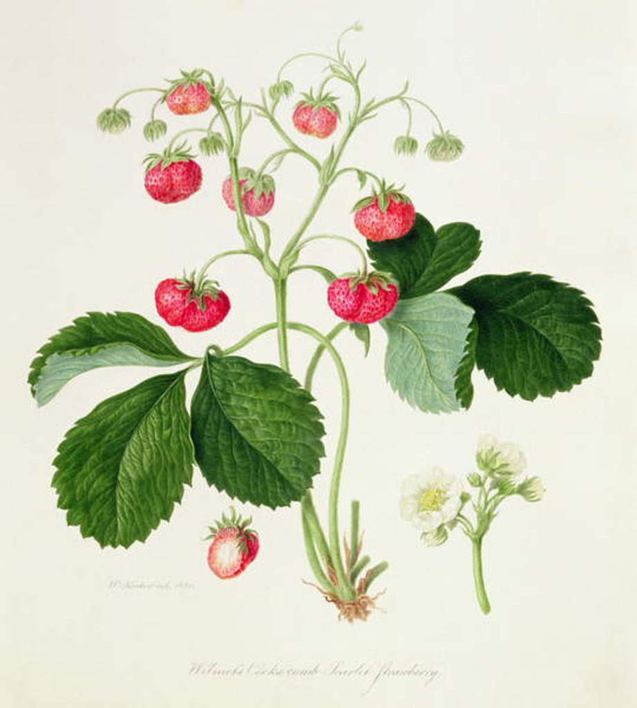 Detail of Wilmot's Cocks-Comb Scarlet Strawberry, 1820 by William Hooker