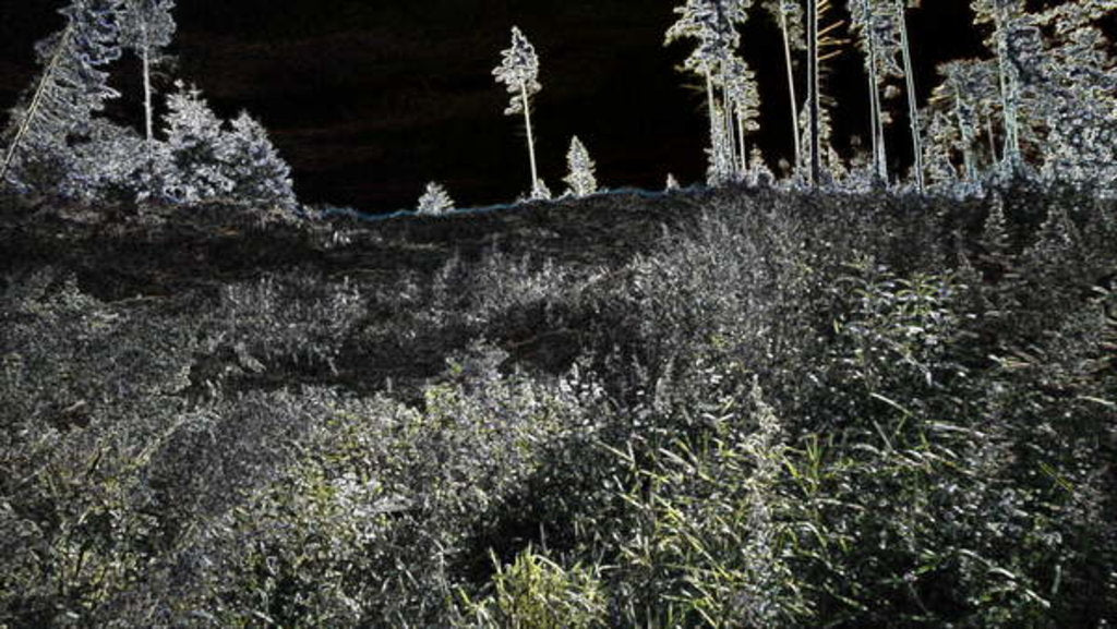 Detail of Meadow in the forest, 2017 by Alex Caminker