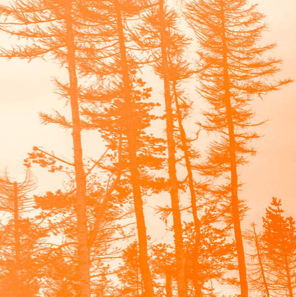 Detail of If the trees were orange, 2019 by Alex Caminker