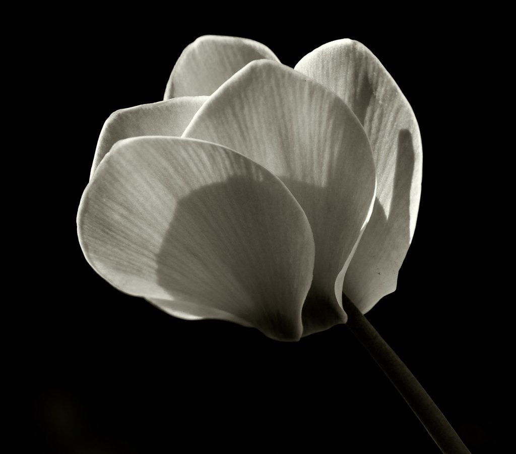 Detail of Untitled, 2019 by Alex Caminker