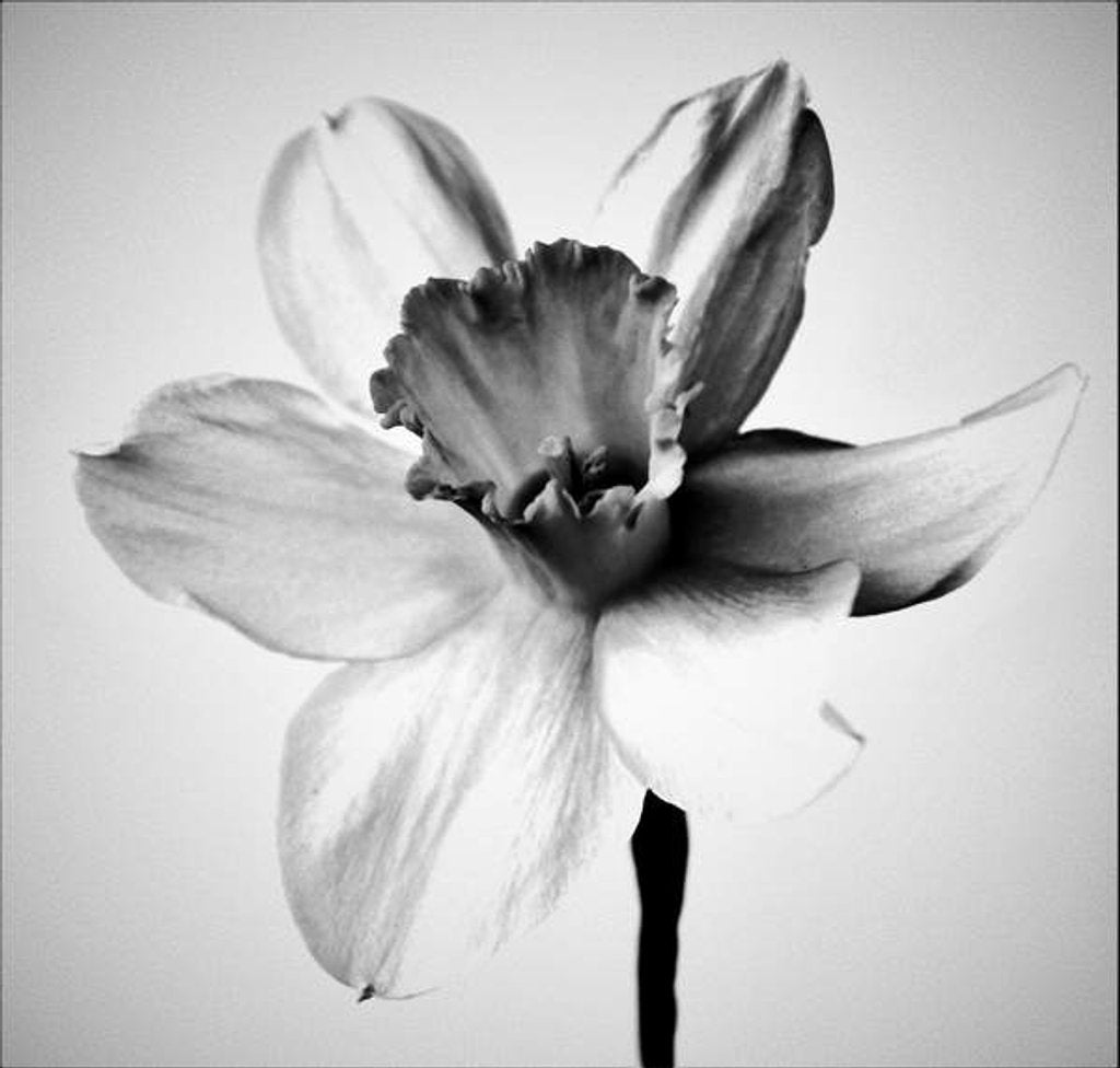 Detail of Herb, 2019 by Alex Caminker