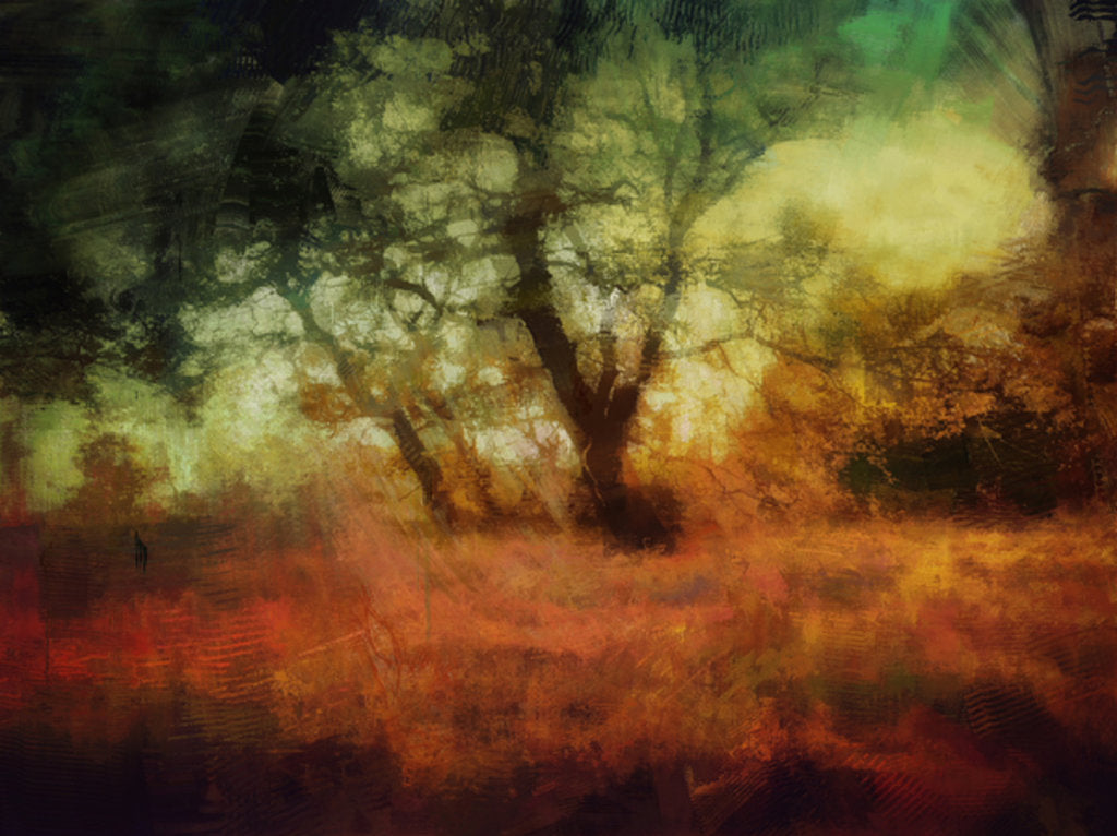 Detail of woods at Calke Abbey by Mark Gordon