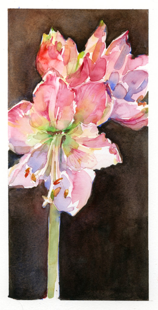 Detail of Amaryllis with brown background, 2015 by John Keeling