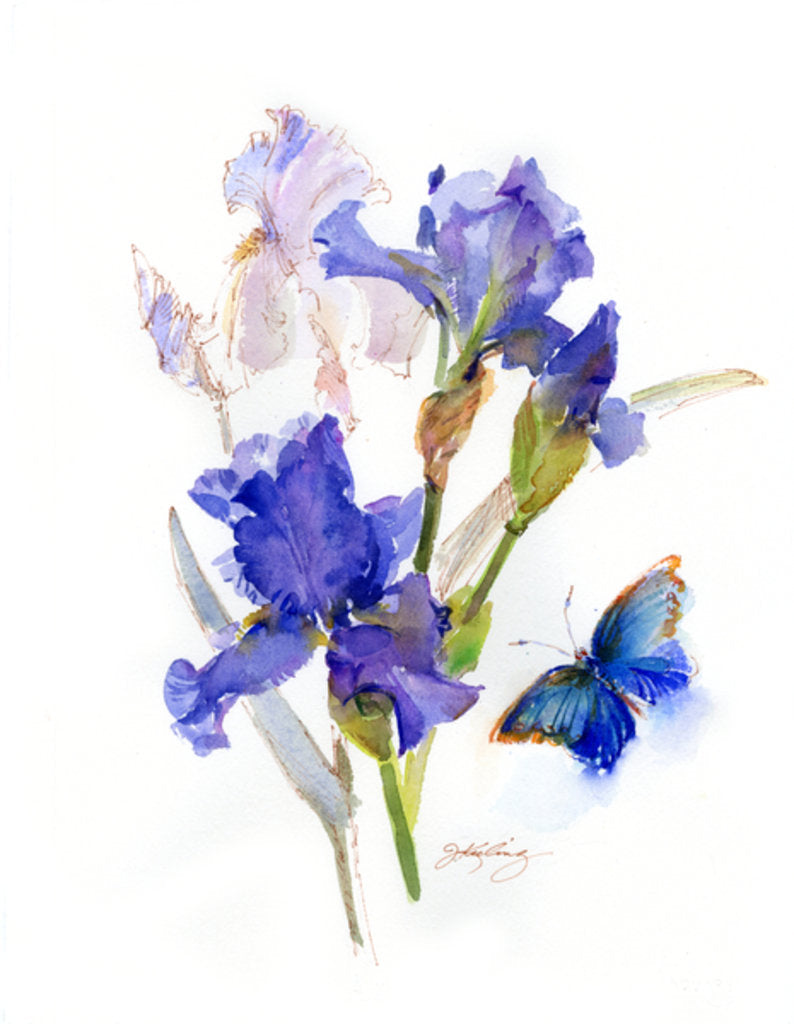 Detail of Iris with blue butterfly, 2016 by John Keeling
