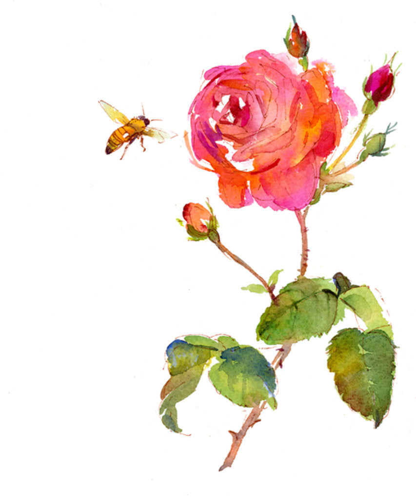 Detail of Rose with bee, 2014 by John Keeling