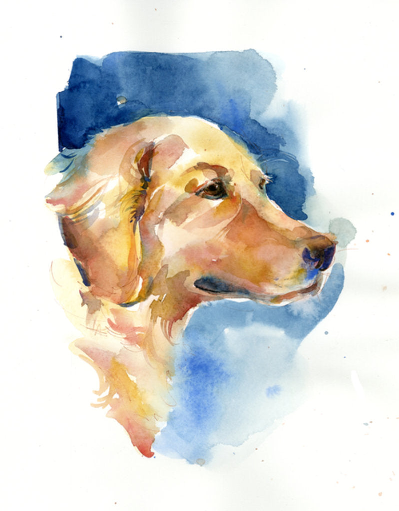 Detail of Golden Retriever, 2015 by John Keeling