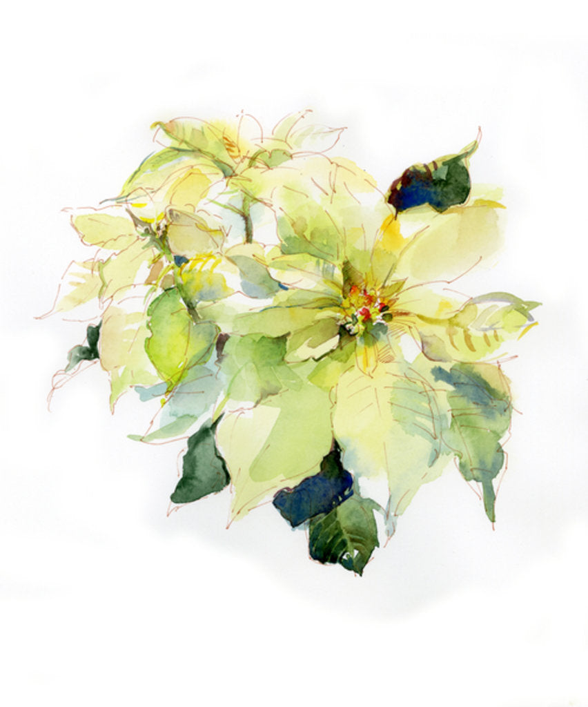 Detail of White Poinsettia, 2014 by John Keeling