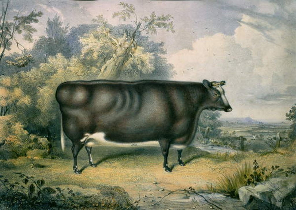 Detail of The Cottesmore Prize Heifer, after Henry Strafford, 1837 by James Giles