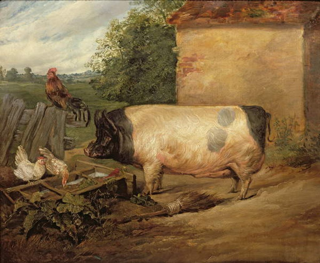 Detail of Portrait of a prize pig, property of Squire Weston of Essex, 1810 by Edwin Landseer