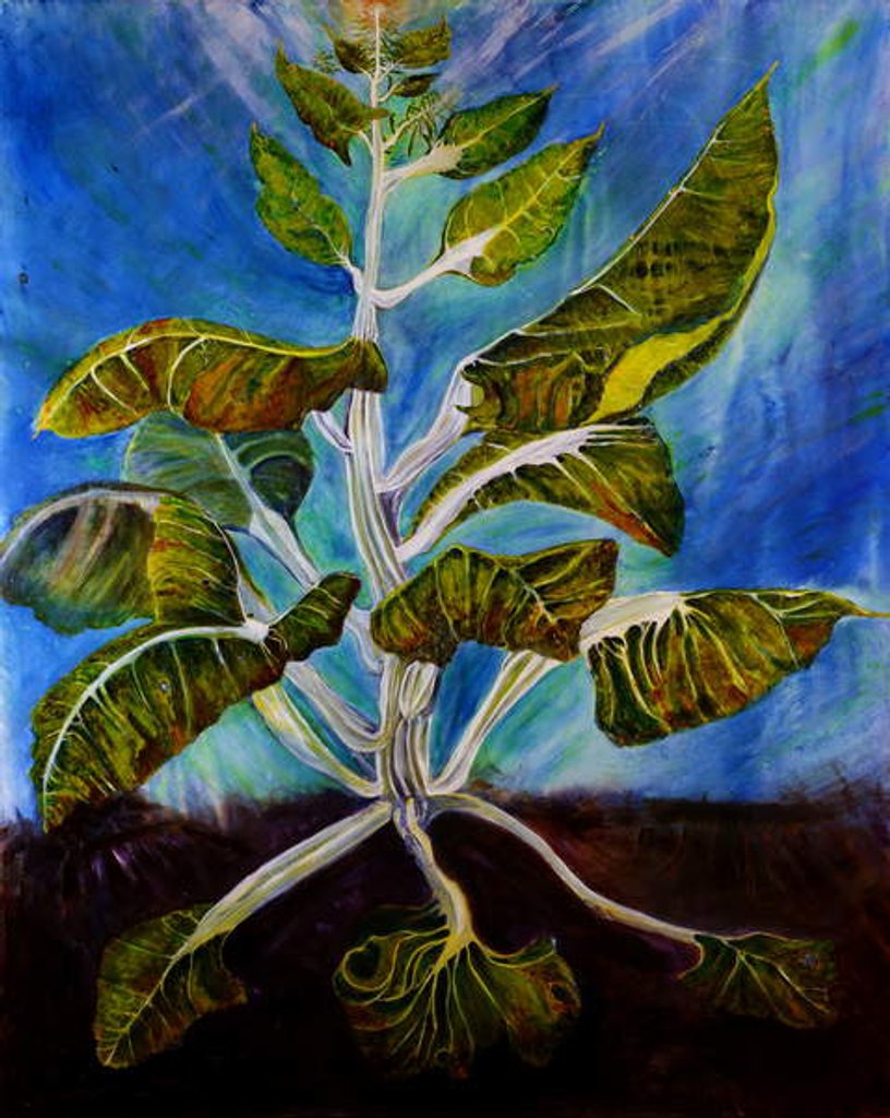 Detail of Bolted Chard, 2016 by jocasta shakespeare