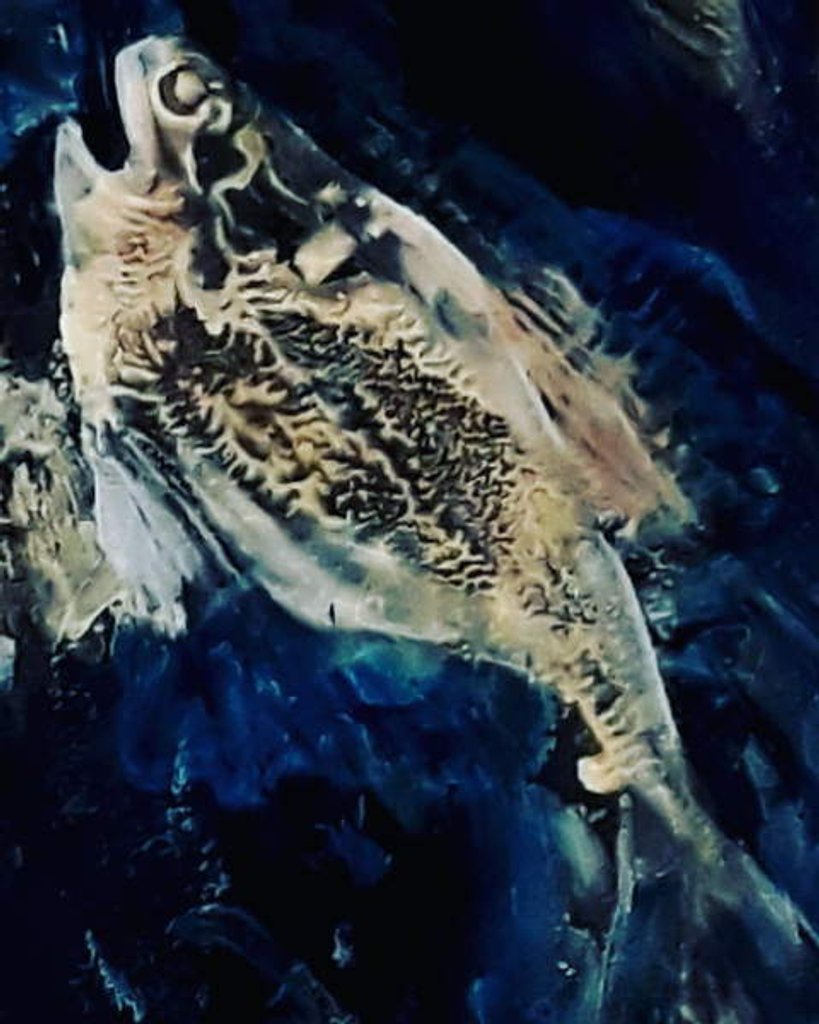 Detail of sea bream, 2019 by jocasta shakespeare