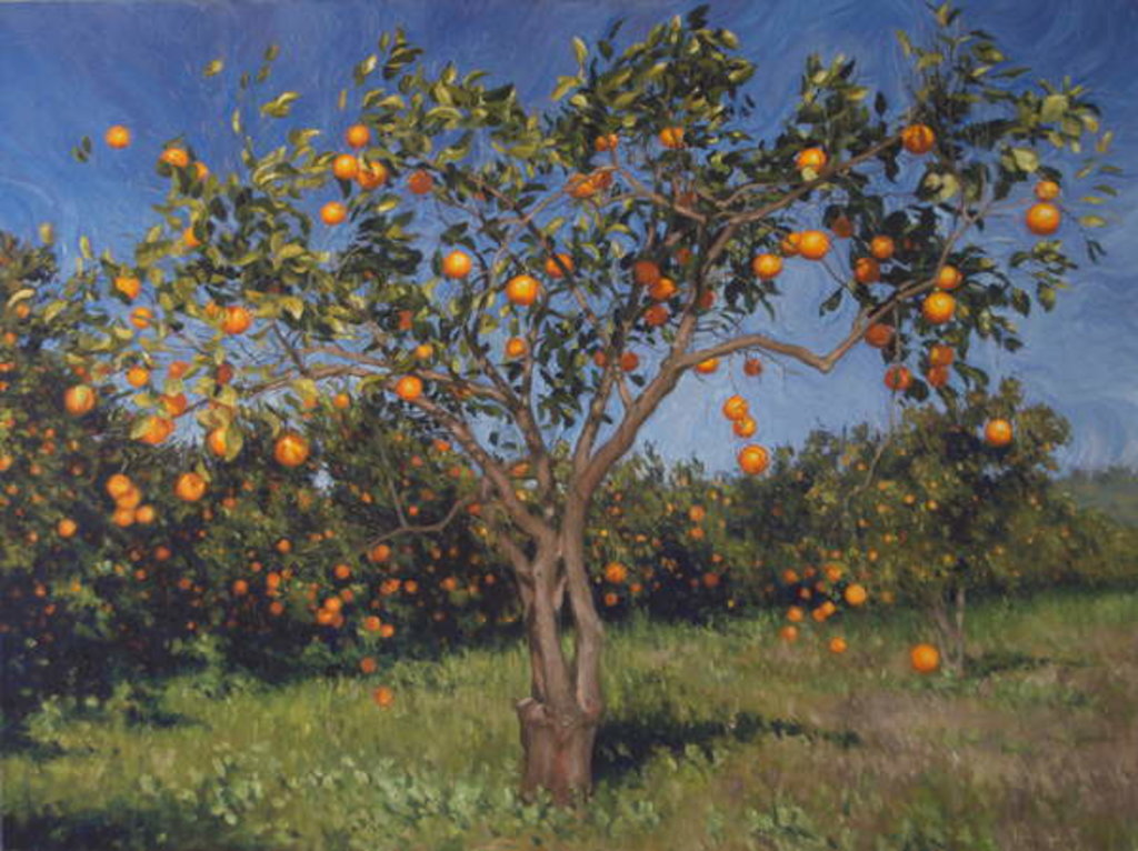 Detail of Suntree, 2013 by Angus Hampel