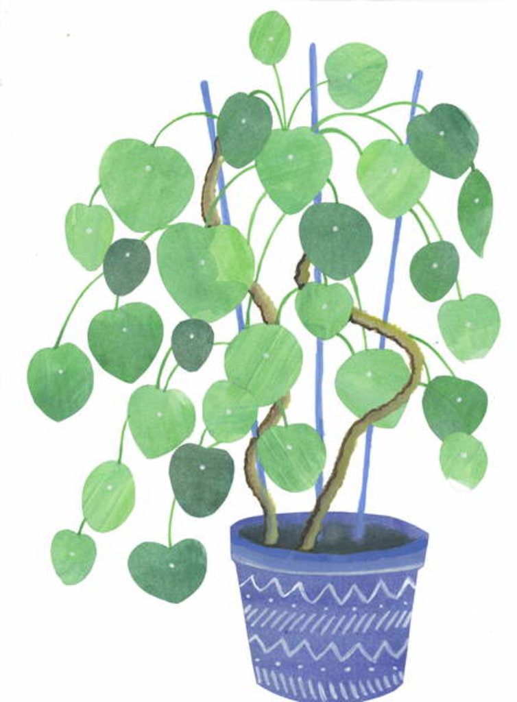 Detail of Pilea plant, 2017 by Elizabeth Rider