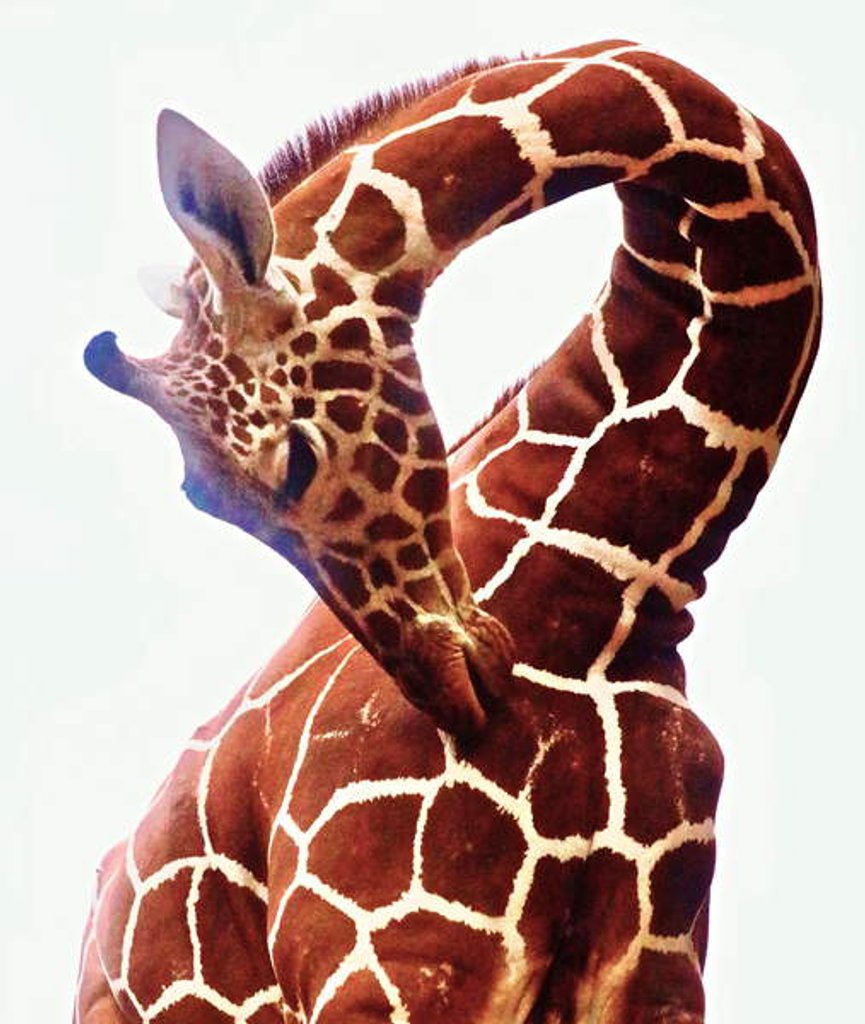 Detail of Giraffe, Sarara, 2017 by Eric Meyer