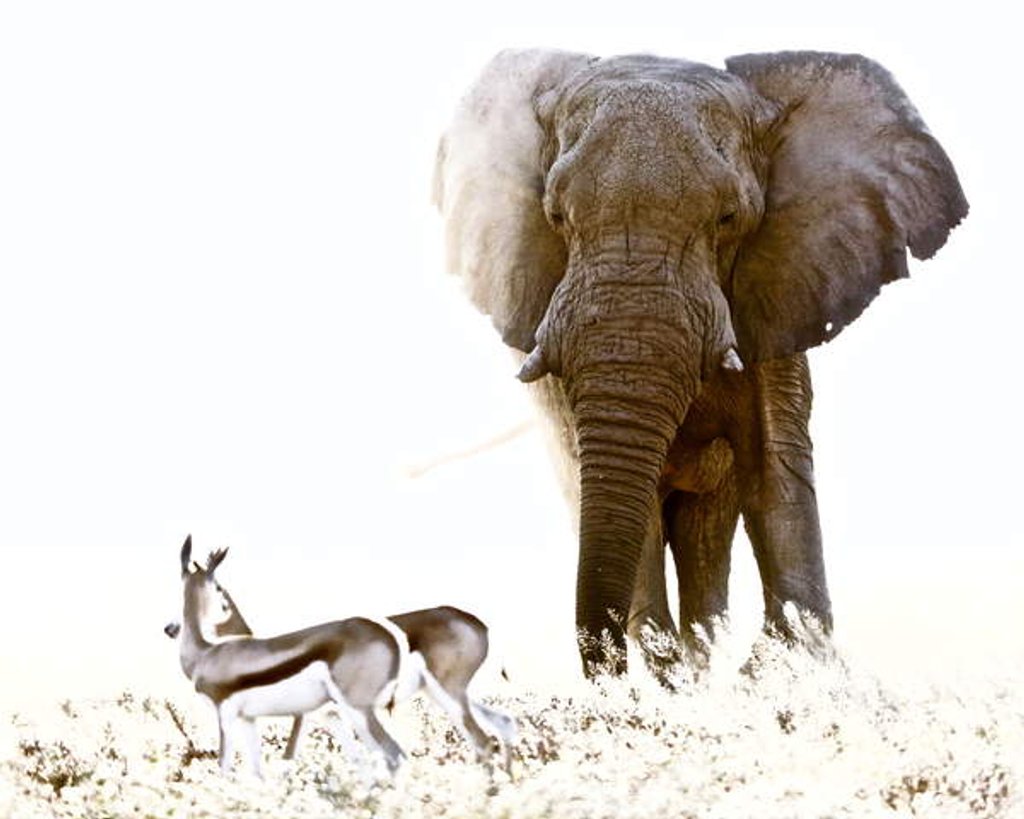 Detail of Bull Elephant and Springbok, Etosha, 2017 by Eric Meyer