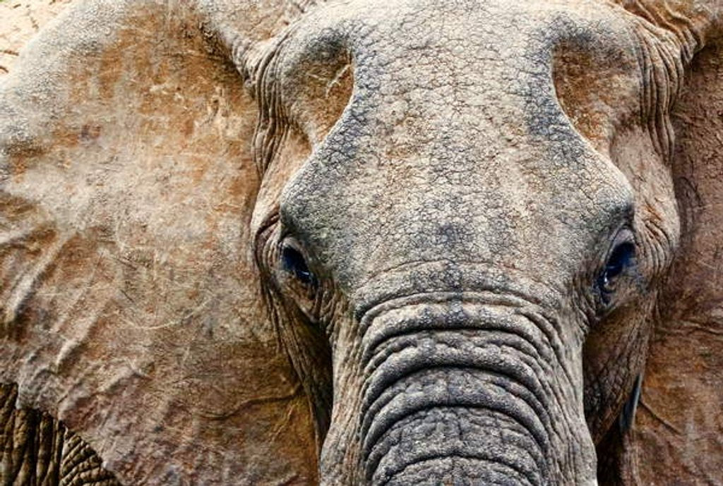 Detail of Elephant, 2017 by Eric Meyer