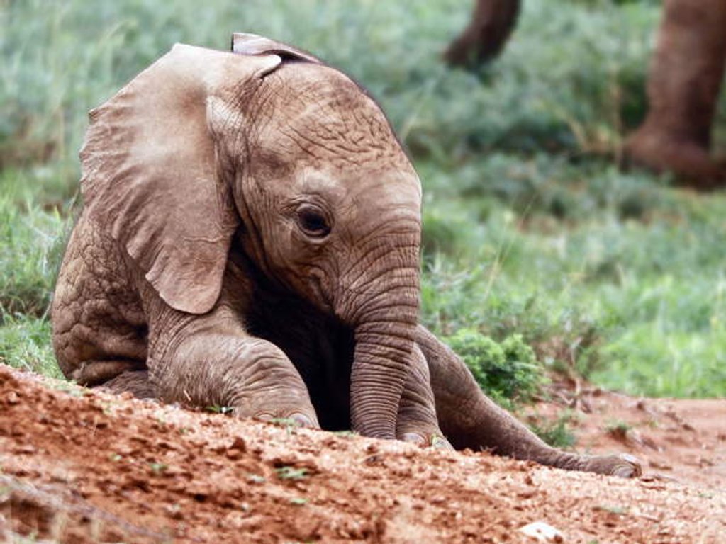 Detail of Happy Babe, Loisaba, 2017 by Eric Meyer