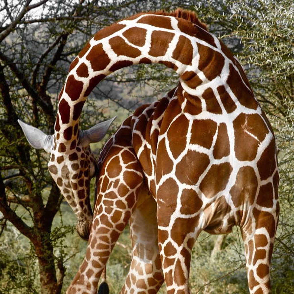 Detail of Head over Heels, Sarara, 2017 by Eric Meyer