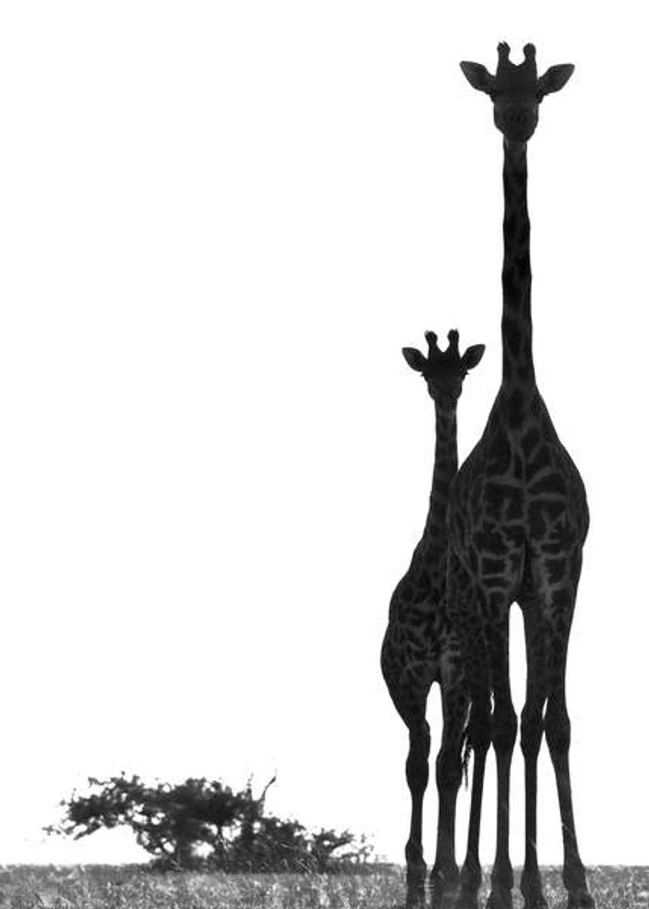 Detail of Neck and Neck, Chyulus, 2018 by Eric Meyer