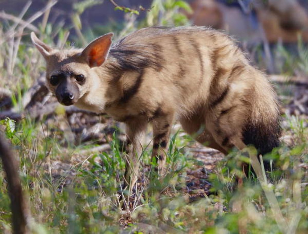 Detail of Aardwolf, Kenya, 2018 photograph by Eric Meyer