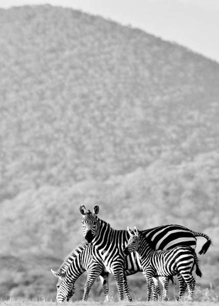 Detail of Zebra, Chyulus, 2018 photograph) by Eric Meyer