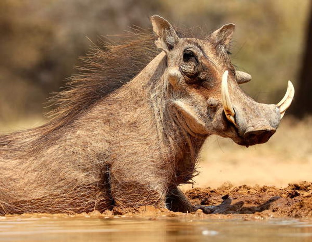Detail of Warthog, Mount Etjo Namibia, 2018 by Eric Meyer