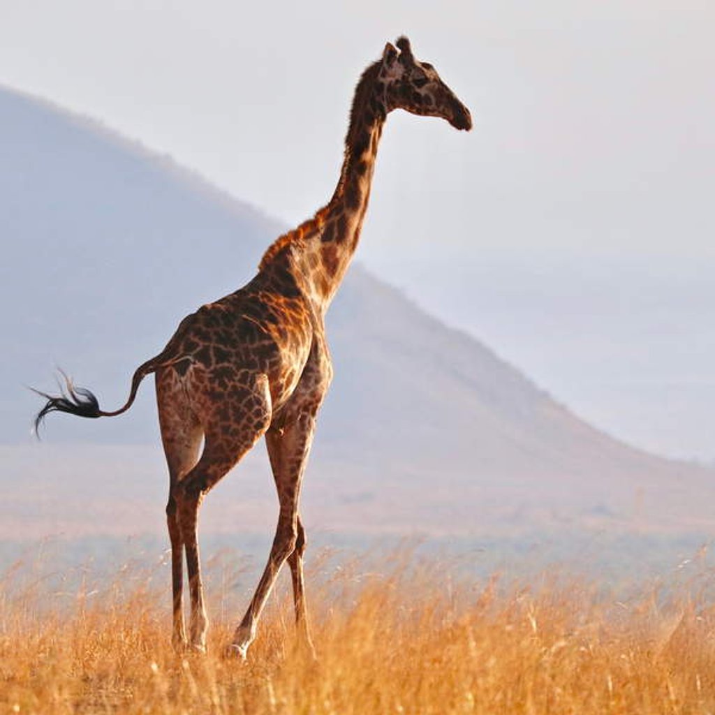 Detail of Masai Giraffe, Chyulu Hills, 2017 by Eric Meyer