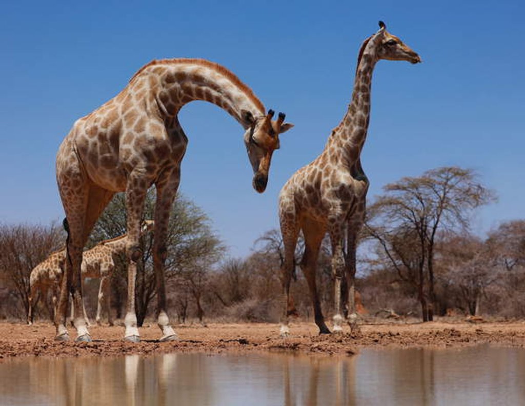 Detail of Southern Giraffes, 2019 by Eric Meyer