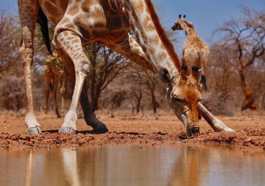 Detail of Drinking, 2019 by Eric Meyer