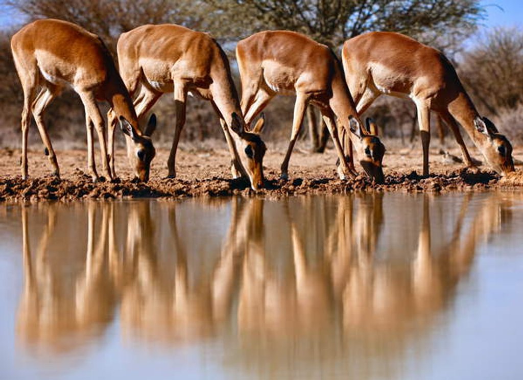 Detail of Impala drinking, 2019 by Eric Meyer