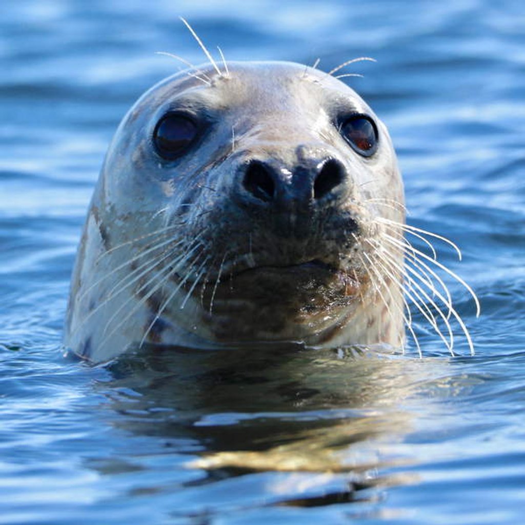 Detail of Young Grey Seal, Westcove, 2019 by Eric Meyer